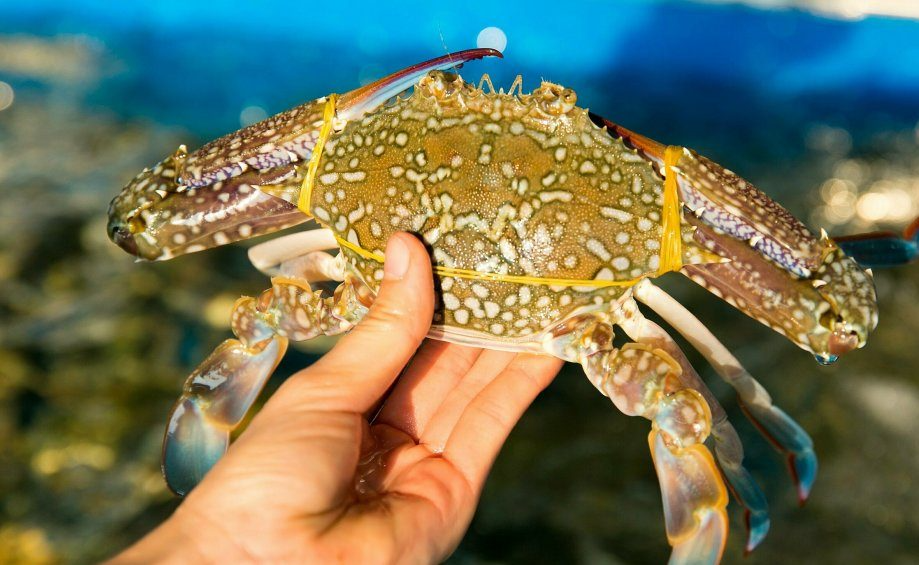 Kinh-nghiem-chon-ghe-tuoi-ngon-tai-Vung-Tau